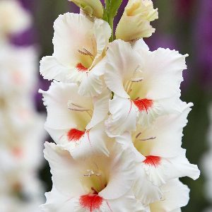 Gladiolus Lowland Queen-5 lukovica