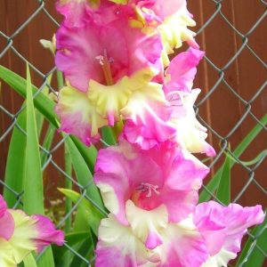 Gladiolus Maggie-5 lukovica