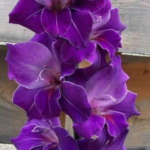 Gladiolus Violetta-5 lukovica
