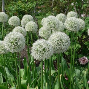 Ukrasni luk-Allium Mount Everest - 3 lukovice