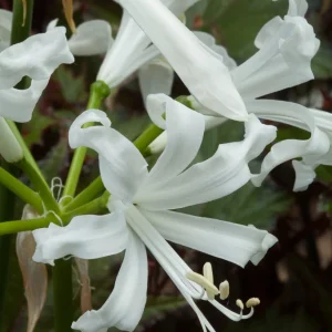 Nerine Bowdenii alba - 1 lukovica