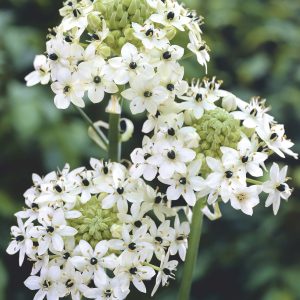 Ornithogalum saundersiae - 1 lukovica