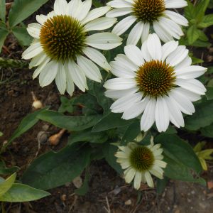 ECHINACEA WHITE