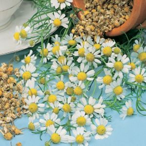 Kamilica 0,5gr (2500-4000 semenki)