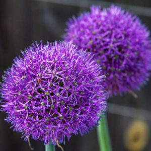 Allium Purple Sensations - 3 lukovice