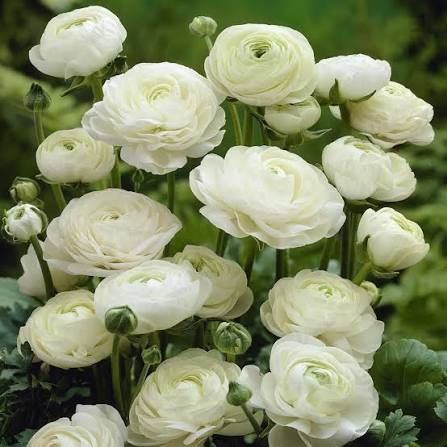 Ranunculus White - Ljutić-5 lukovica - Slika 3