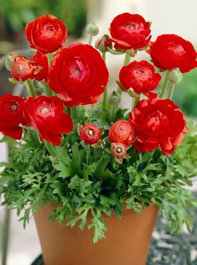 Ranunculus Red - Ljutić-5 lukovica - Slika 2