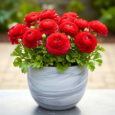 Ranunculus Red - Ljutić-5 lukovica - Slika 3