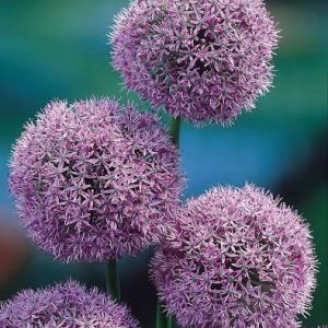 Allium Gladiator - 1 lukovica