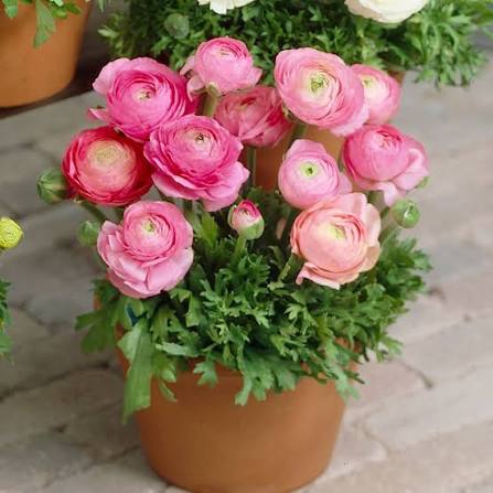 Ranunculus Pink - Ljutić-5 lukovica - Slika 2