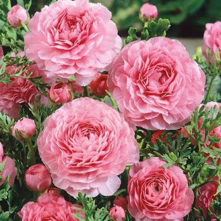 Ranunculus Pink - Ljutić-5 lukovica - Slika 3