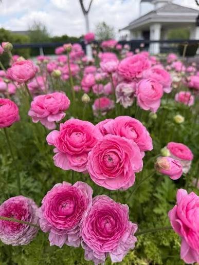 Ranunculus Pink - Ljutić-5 lukovica - Slika 4