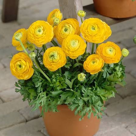 Ranunculus Yellow - Ljutić-5 lukovica - Slika 2