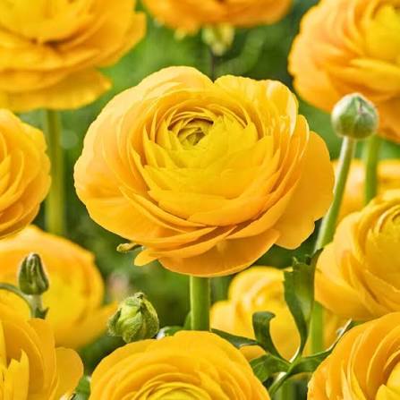 Ranunculus Yellow - Ljutić-5 lukovica - Slika 3