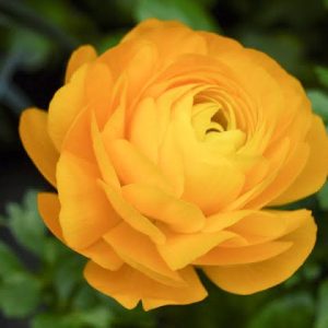 Ranunculus Yellow - Ljutić-5 lukovica