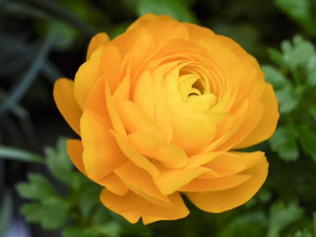 Ranunculus Yellow - Ljutić-5 lukovica