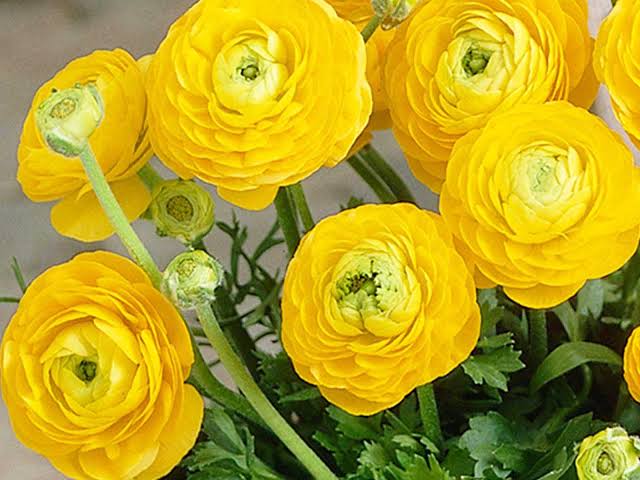 Ranunculus Yellow - Ljutić-5 lukovica - Slika 4