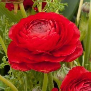 Ranunculus Red - Ljutić-5 lukovica