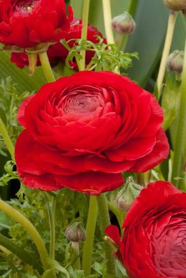 Ranunculus Red - Ljutić-5 lukovica