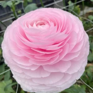 Ranunculus Pink - Ljutić-5 lukovica