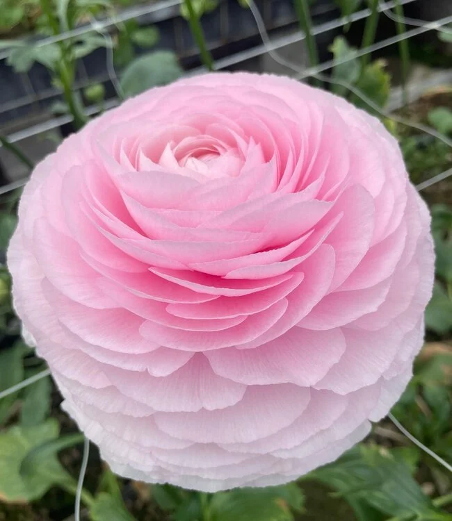 Ranunculus Pink - Ljutić-5 lukovica